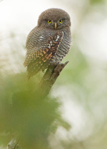 owl